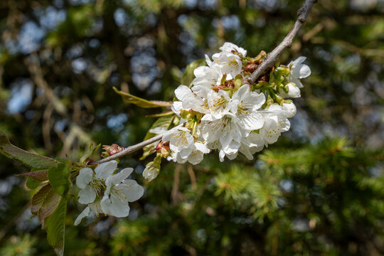 Bl&uuml;ten der Vogelkirsche