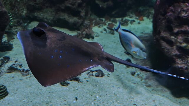 Close up of a stingray fish slowly gliding beside a coral reef underwater
