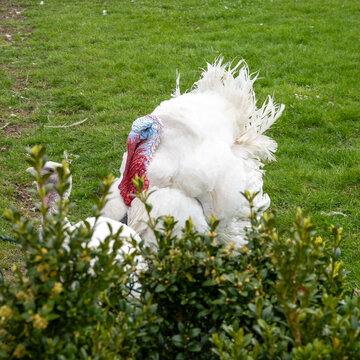 Truthan mit Truthenne auf einer Wiese