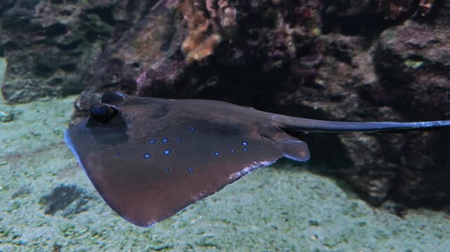 Close up of a stingray fish slowly gliding beside a coral reef underwater
