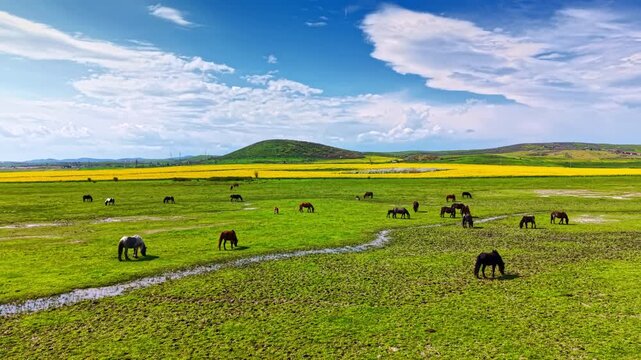 Elephants are scattered across a large green field, eating grass. A bright sky hangs above, and yellow flowers are seen in the background. The scene is calm and lively.