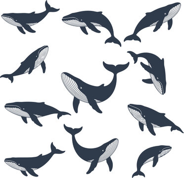 Whales swimming in a circle Vector