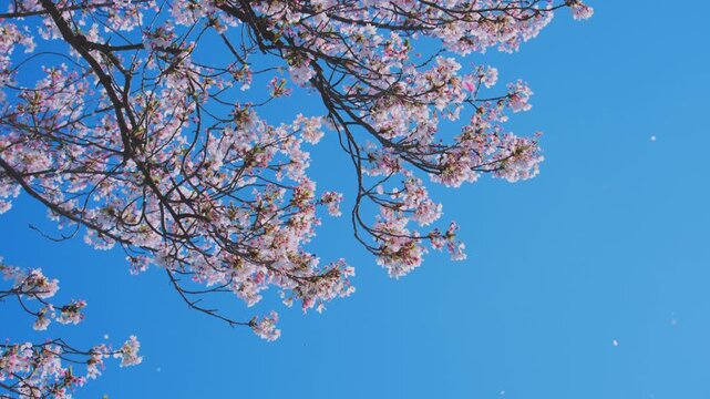 4K スローモーション　日本の春の風景、多摩川沿いの美しい桜並木と桜吹雪