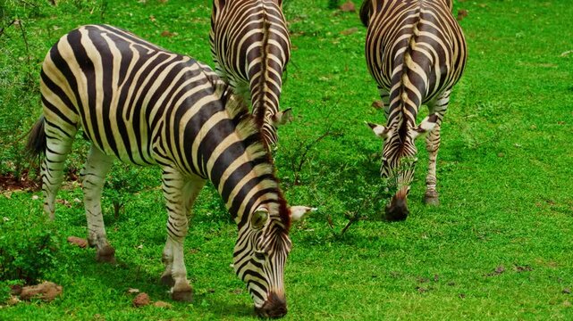 A small herd of zebras on green grass 
