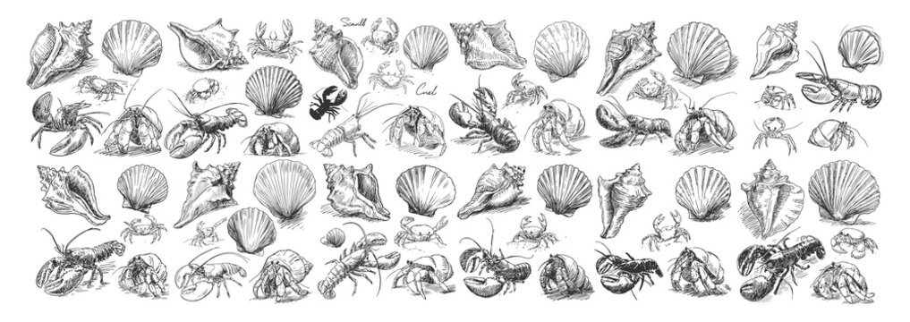 Vintage Hand Drawn Sea Life Collection With Shells Crabs Lobsters And Hermit Crabs On White Background