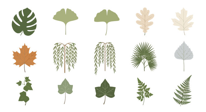 Various types of leaves from trees and plants collection