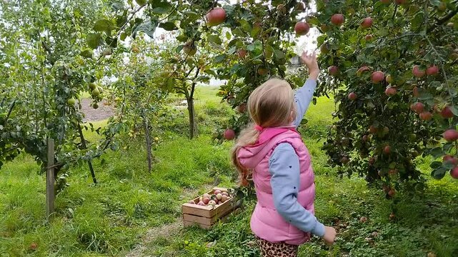 A little girl picks a ripe red apple in the garden, Apple harvest in a farm orchard in autumn