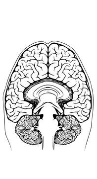 Illustration of a Human Brain Anatomy in Sagittal View.