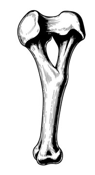 Anatomical illustration of a single femur bone showing shaft and joints in monochrome style.