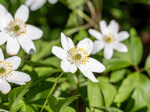 Close-up of Wood anemone flowering in city park &Aring;backarna along Motala Stream during late April 2026 in Norrk&ouml;ping, Sweden 