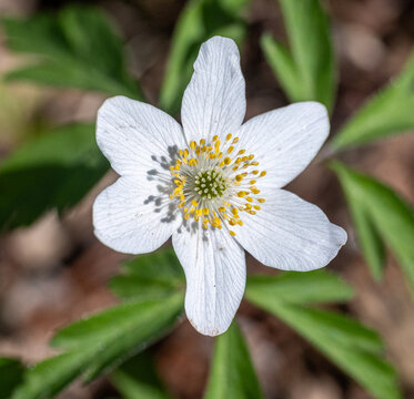 Close-up of Wood anemone flowering in city park &Aring;backarna along Motala Stream during late April 2026 in Norrk&ouml;ping, Sweden 