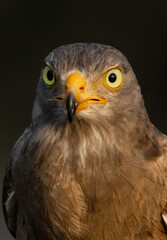 Obraz premium Close-up photo of a captive Grey-faced Buzzard (Butastur indicus) at a Thai wildlife facility, with its striking yellow eyes looking forward.