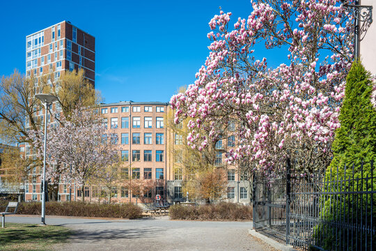 Magnolia blooming in waterfront park Str&ouml;mparken during spring in Norrk&ouml;ping. Norrk&ouml;ping is a historic industrial town in Sweden