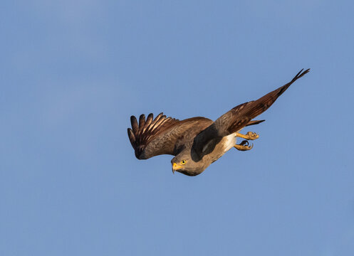 Rufous winged Buzzard soaring in the blue sky.