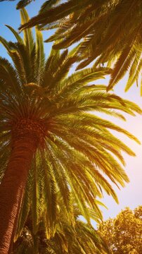 A close-up view of palm tree fronds basking in warm sunlight against a clear blue sky