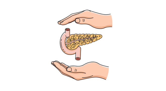 Protective human hands gently cupping a pancreas illustration highlight the importance of organ health, medical care, and endocrine system wellness.