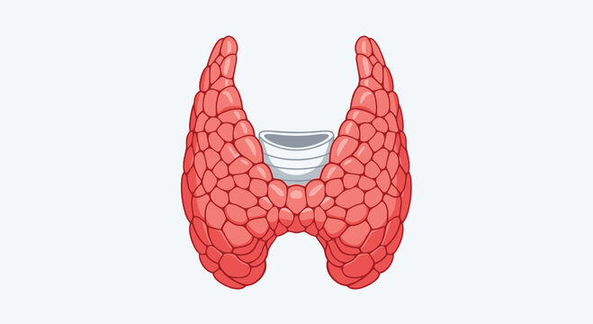 Anatomical illustration of the human thyroid gland located in the neck area provides a detailed view for medical study and endocrine health awareness.