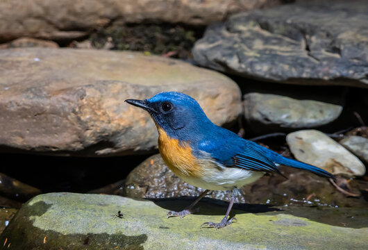 Hill Blue Flycatcher perched on a branch in the forest.
