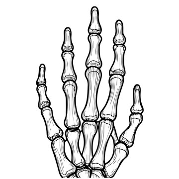 X-ray style illustration of a human hand skeleton with detailed finger bones.