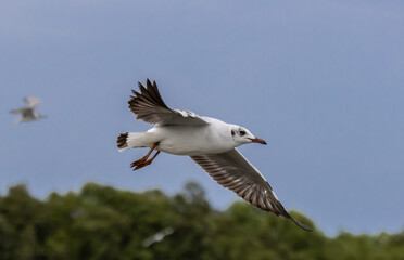 Fototapeta premium Brown-headed Gull flying over the sea coast.