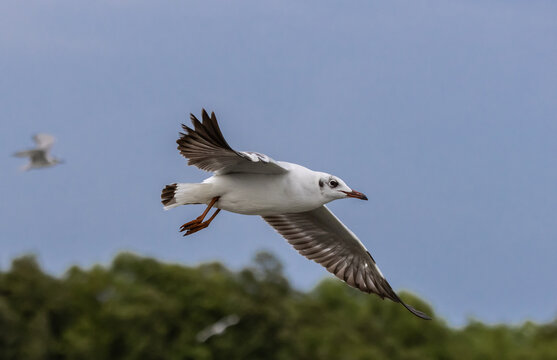 Brown-headed Gull flying over the sea coast.
