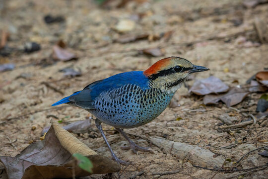 Male Blue Pitta (Pitta cyanea), a resident bird photographed at Tabo-Huai Yai Wildlife Sanctuary, Phetchabun, Thailand.