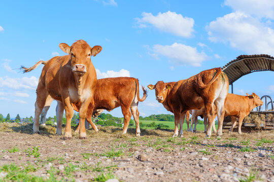 Young Brown Beef Cattle Grazing on German Farm under Blue Sky
