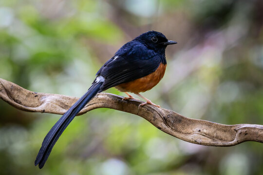 A male White-rumped Shama perched on a vine at Tabo-Huai Yai Wildlife Sanctuary, Phetchabun, Thailand. Native bird in its natural habitat.