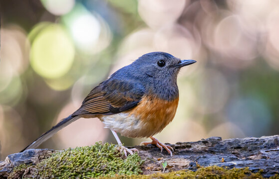Female White-rumped Shama Perching on Mossy Log.