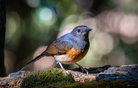 Female White-rumped Shama Perching on Mossy Log.
