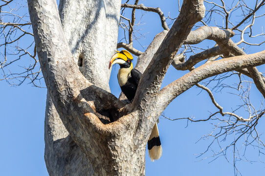 Great Hornbill with Prey at Nest Cavity.