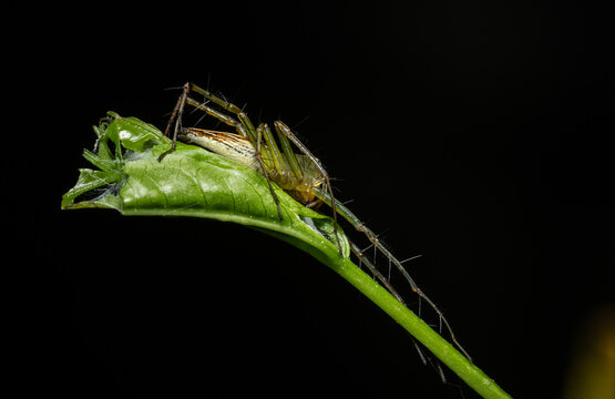 Macro shot of a Lynx Spider (Oxyopes) on a green leaf with black background.