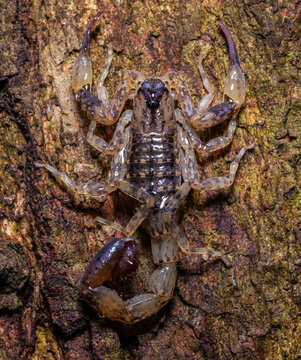 Close-up of a marbled scorpion camouflaging on a textured tree trunk.