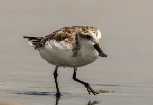 Critically endangered migratory Spoon-billed sandpiper (Calidris pygmaea) foraging at Khok Kham Bird Conservation Center in Samut Sakhon, Thailand.