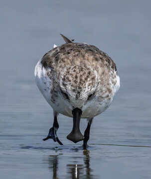 Critically Endangered Spoon-billed Sandpiper foraging in mudflat  Thailand.