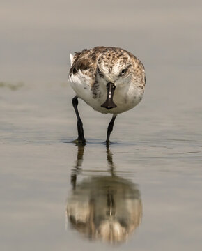 Critically Endangered Spoon-billed Sandpiper foraging in mudflat  Thailand.