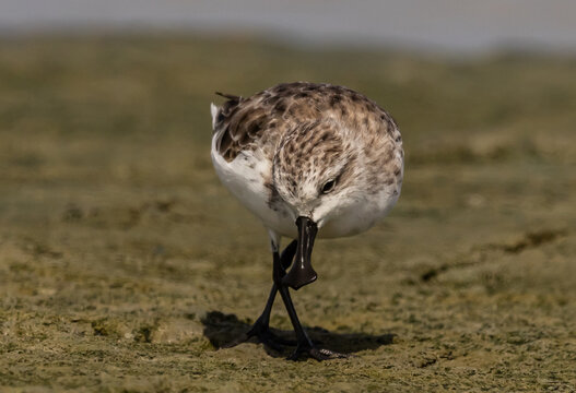 Critically Endangered Spoon-billed Sandpiper foraging in mudflat  Thailand.