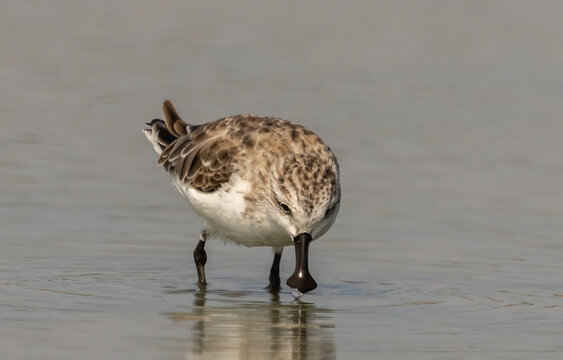 Critically Endangered Spoon-billed Sandpiper foraging in mudflat  Thailand.