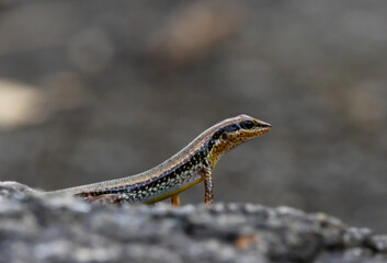 Fototapeta premium Skink Lizard on Rock - Low Angle Portrait.