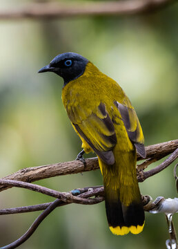 Black-headed Bulbul Perched on Branch.