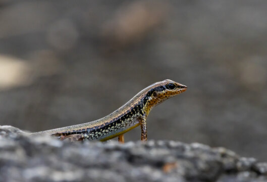 Skink Lizard on Rock - Low Angle Portrait.