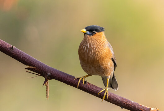 Alert Brahminy Myna on thorny perch.