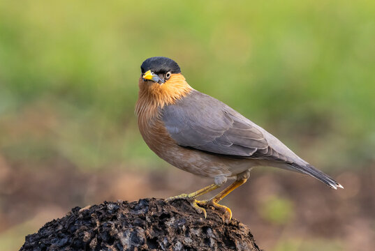 Close-up of a Brahminy Starling (Temenuchus pagodarum) perched on a mound with its yellow beak.