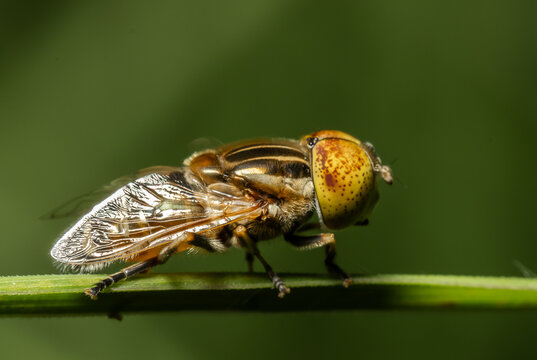 Close-up of a Hoverfly with spotted eyes on a grass blade with blurred green background.