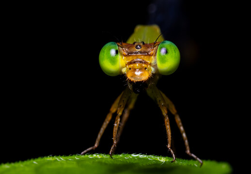 Macro of Damselfly eating prey on a green leaf.