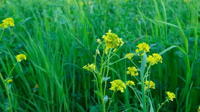 Yellow Rocket Wildflowers Blooming in a Green Summer Meadow