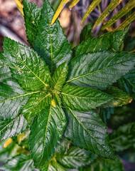 Closeup of Fresh Green Mint Leaves. © ttrimmer