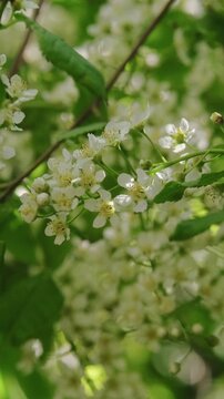 Vertical video. Spring season. Tranquil nature calm background. Prunus padus blossoms sways in wind. 