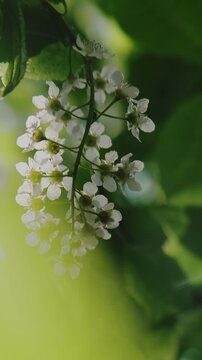 Vertical video. Spring nature, tranquil background. Prunus padus in bloom, close up. Branch with bird cherry blossoms sways in the wind. 