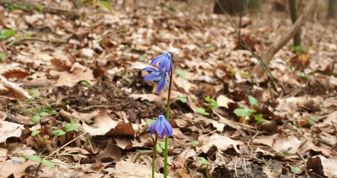 Zooming In on Swaying Siberian Squill Flowers in Early Spring Forest Szczecin Poland - Slow zoom footage of swaying blue Siberian squill flowers in an early spring forest in Szczecin, Poland.